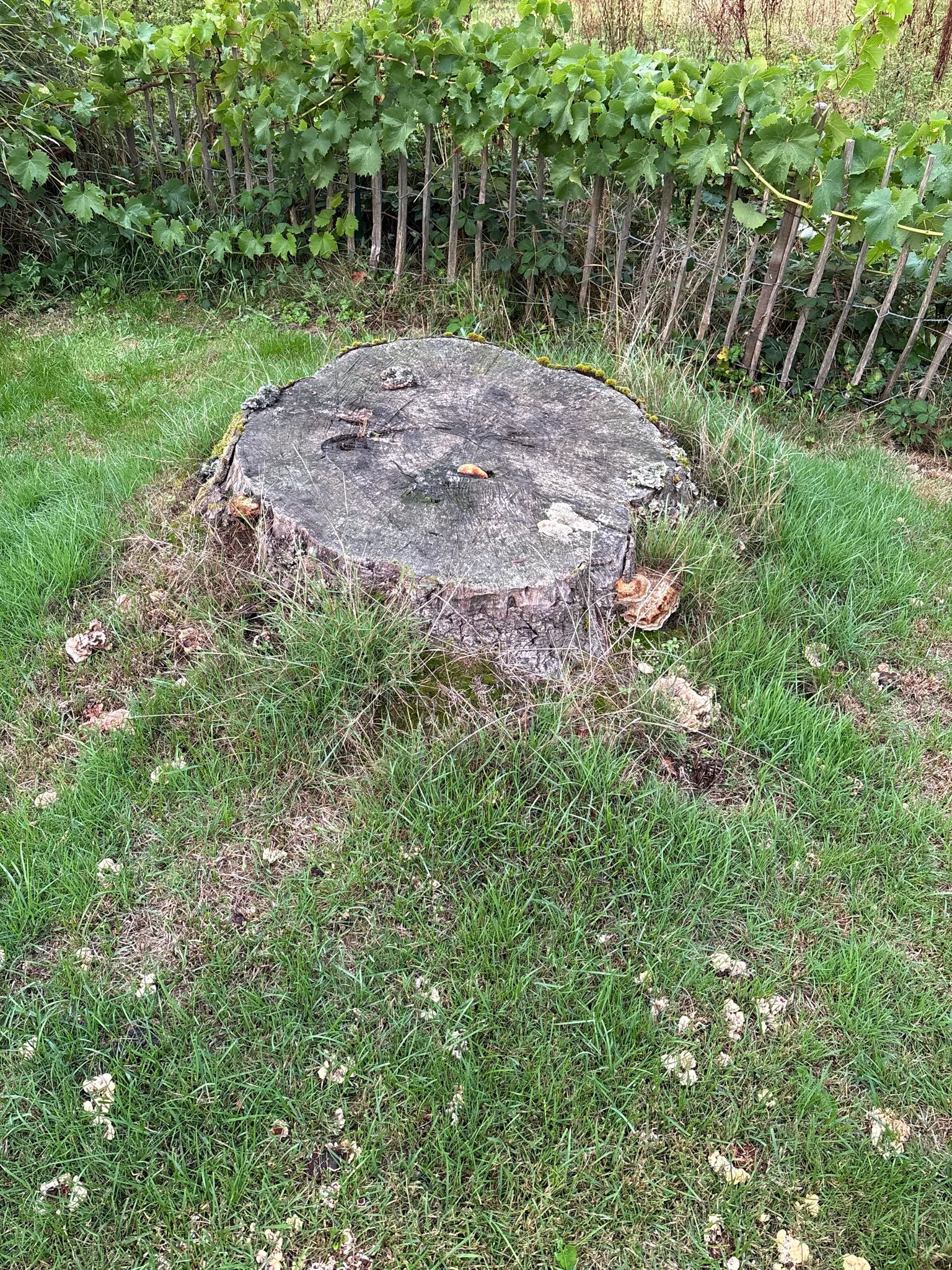Request image 1
